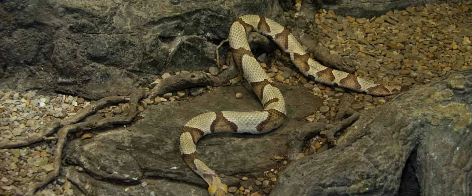 Tan Copperhead Snake with a distinct brown pattern slithering over rocks in its habitat.