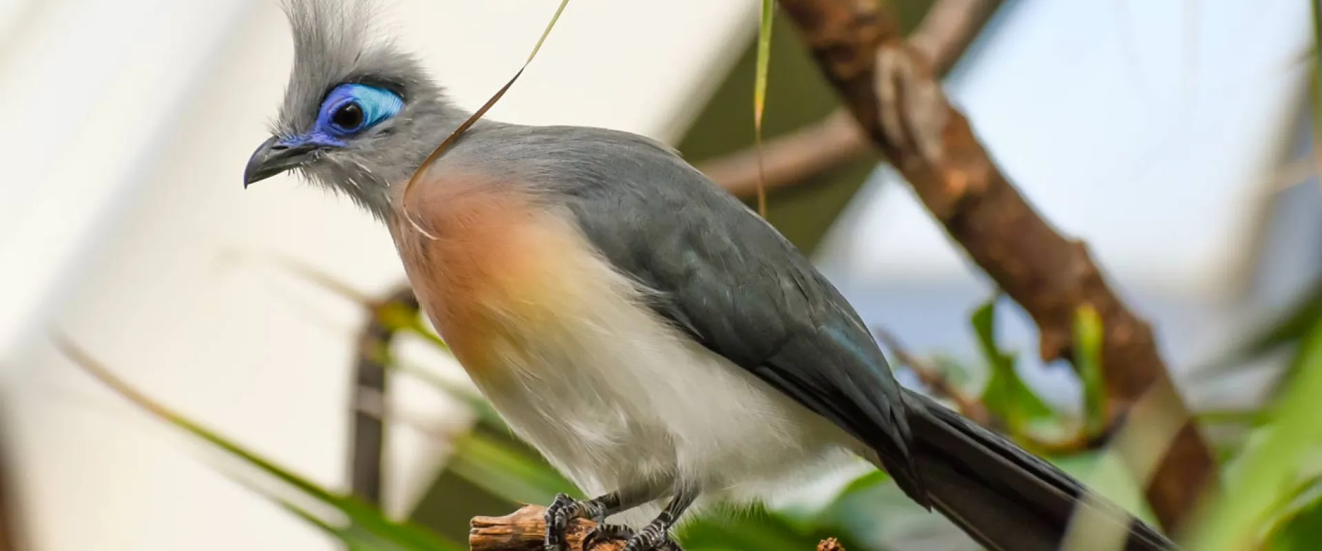 A Crested Coau sitting on a branch, surrounded by long, thing leaves. This bird has a soft, grey body with a white belly that blends up to a red chest. It has a distinctive blue patch around its eyes and a tuft of grey feathers on its head.