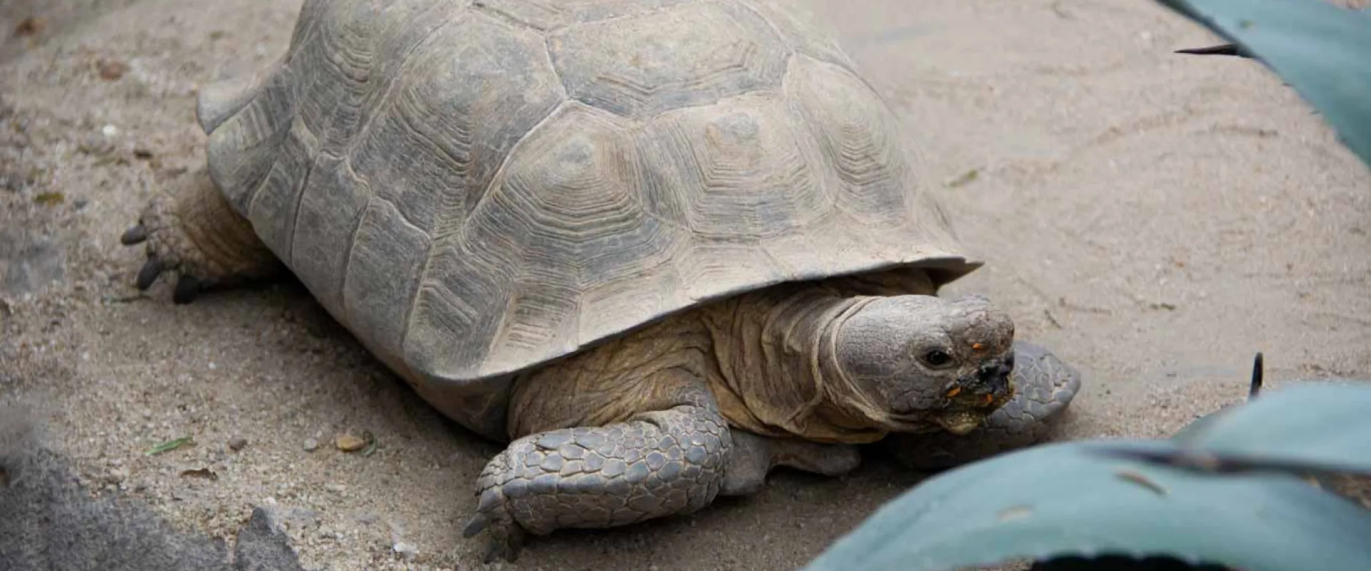 A Desert Tortoise wandering through its sandy habitat. It has a wide, rounded brown shell that matches its head and legs that are sticking out from it. There are several long, pointed leaves showing in the foreground.