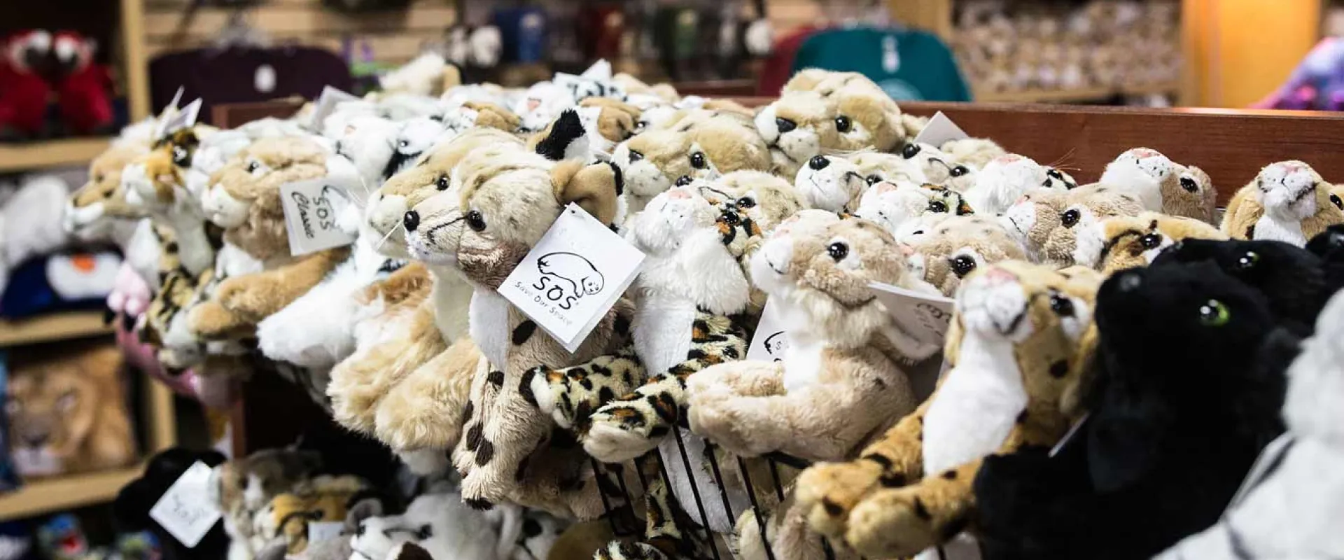 A view of a warmly lit giftshop with the focus on a display of stuffed animals of all shapes and sizes. In the background, viewers can see a shop counter and shelves displaying other items.