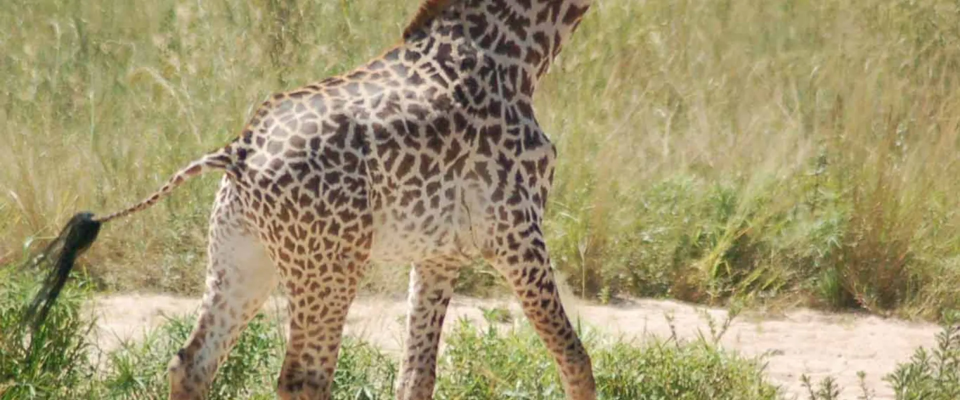 A baby Giraffe appears to be running through the tall grasses of a savanna. It is facing away from the viewer, showcasing its long neck, brown and tan patterned skin, and its long tail with a small tuft of hair on the end.