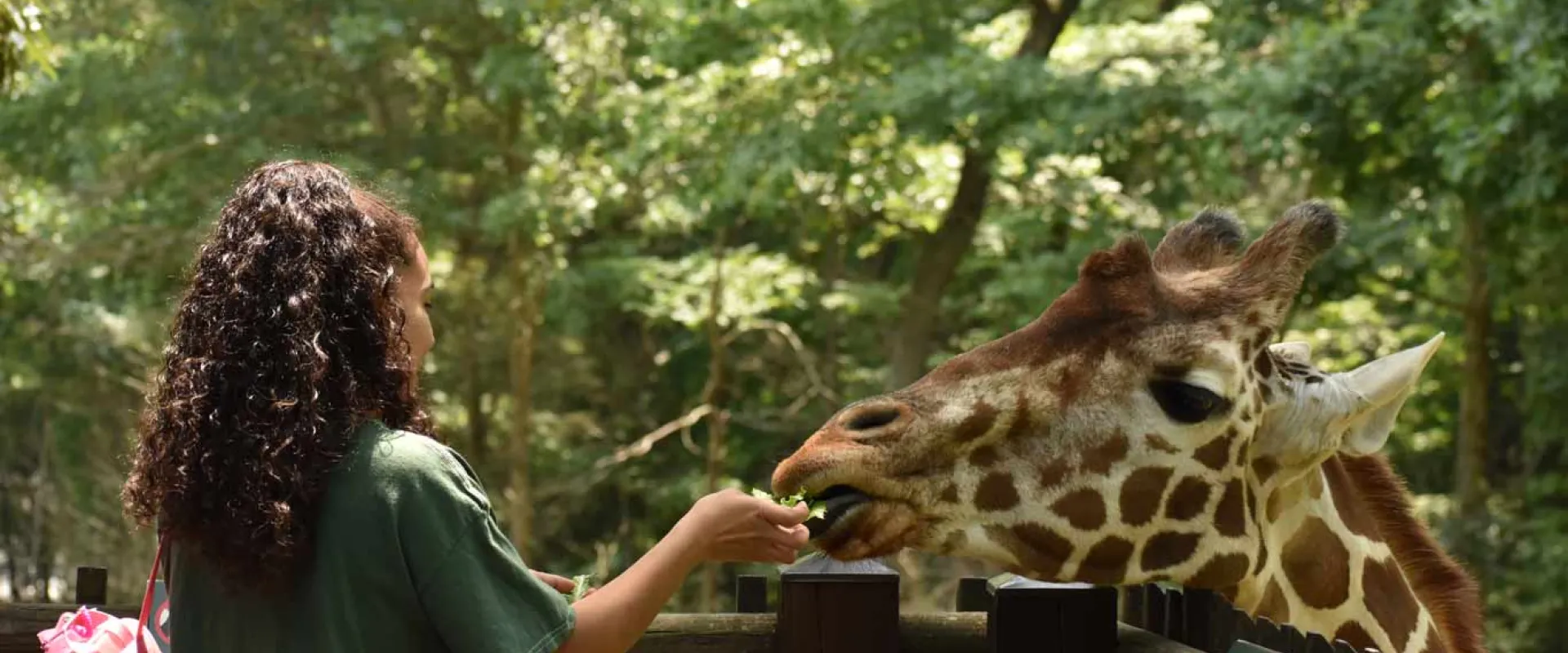 A woman with long curly hair and wearing a green shirt faces away from the viewer as she feeds a giraffe that is sticking its head over the wooden railings of the observation deck.