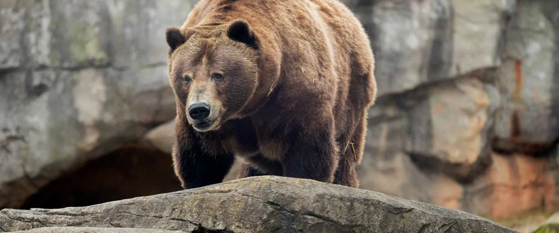 Large brown Grizzly Bear with small, rounded ears and a long snout, lumbering up onto a rock ledge on all fours. There is a large rock wall visible in the background.