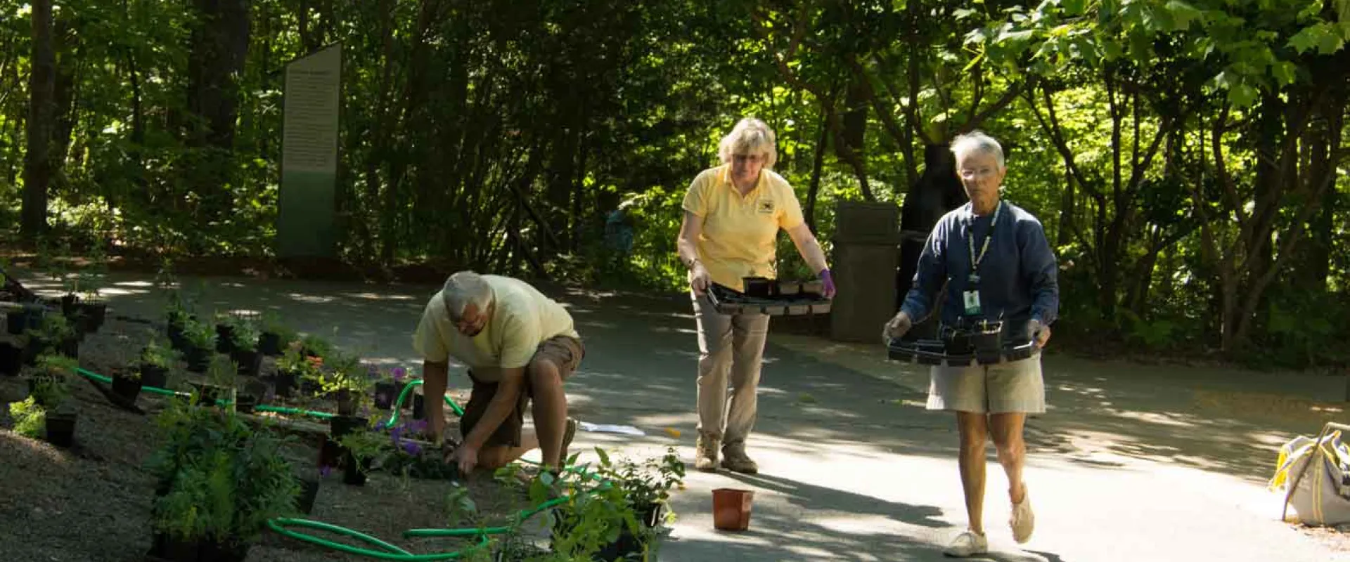 A group of three adults, two of which are standing and holding trays of plants. The third person is crouched on the ground, surrounded by plants with purple flowers in black pots, seems to be watering on of them with a long green hose. They are in a wooded area on a paved path.