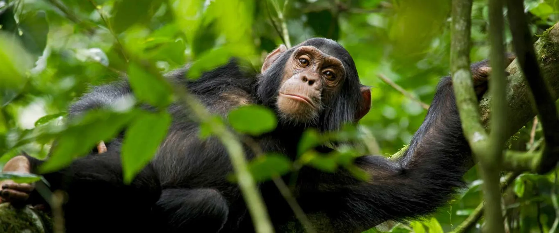A medium-sized Chimpanzee leaning over onto a branch, looking down at the viewer from the tops of the trees, surrounded by lush green leaves.