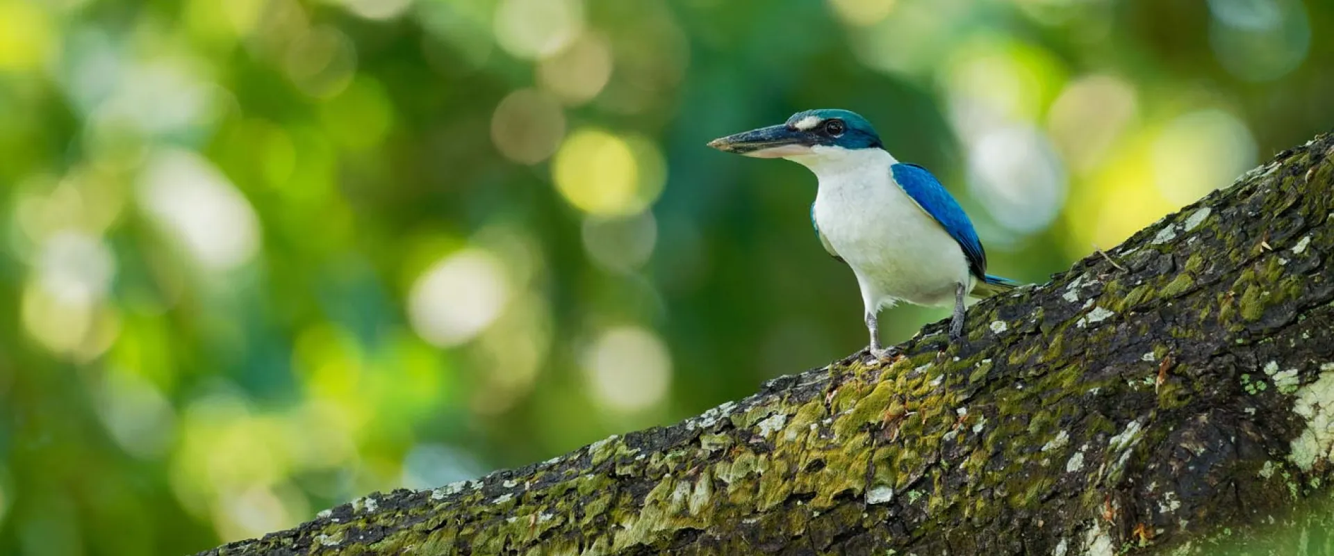 A vibrant White-Collared Kingfisher, with iridescent blue wings and a white belly, is perched on a mossy tree branch. Its dark beak points to the left. The background is a soft blur of bright green foliage.
