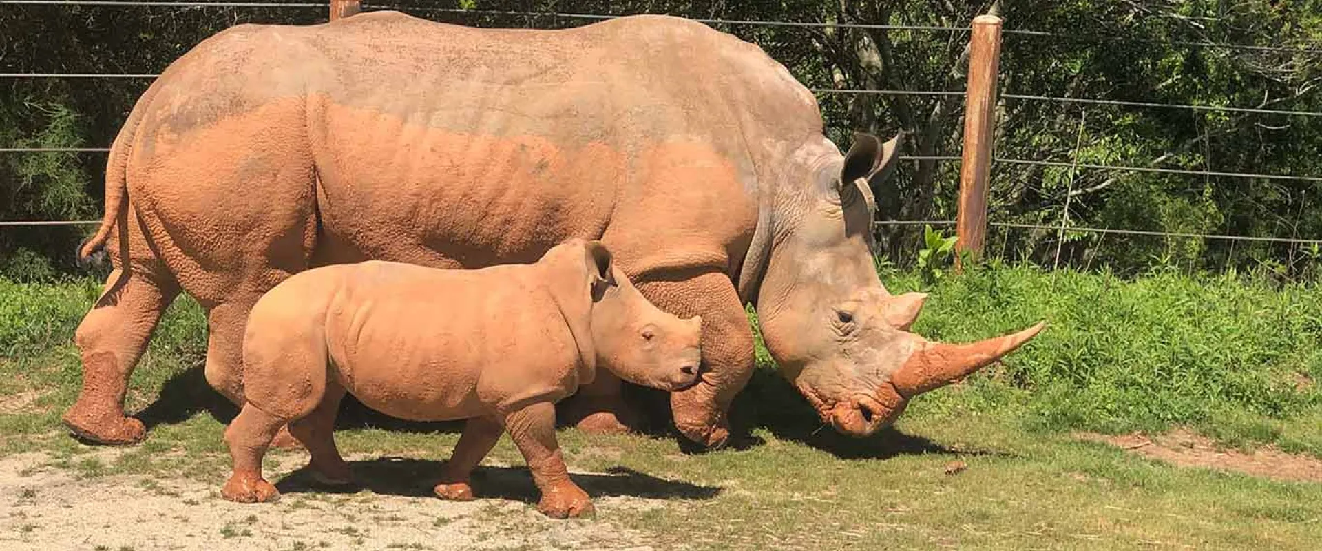 A Mom and baby southern white rhino standing next to each other in a field of tall, green grass.