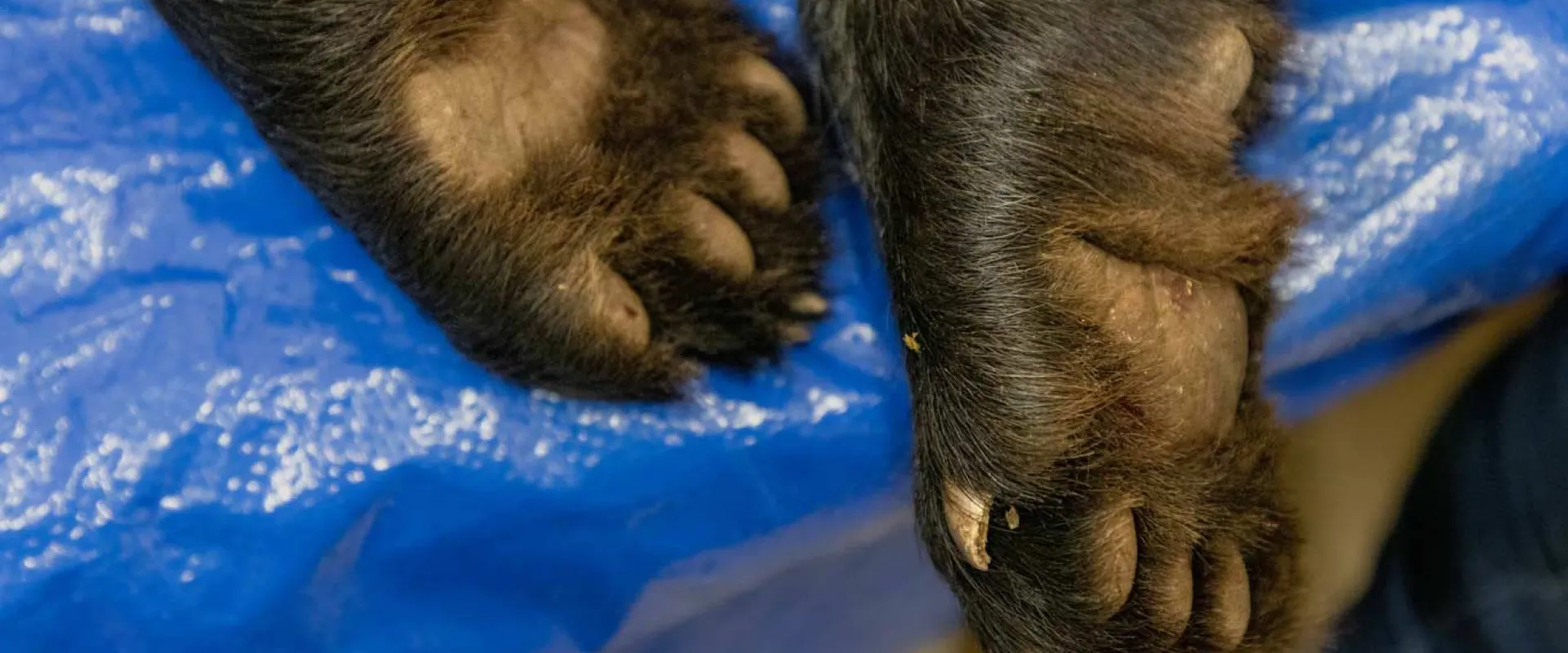 A closeup of two Black Bear cub paws laying bottom up on a blue tarp, ,its claws and pads visible. The overall sense is a medical setting.
