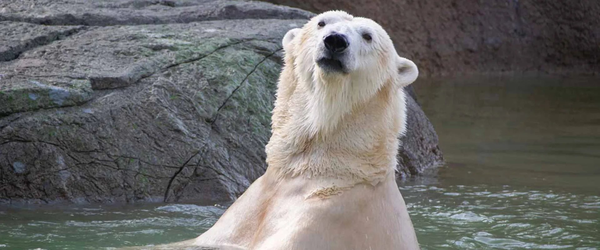 A big, white Polar Bear swimming with its head and shoulders sticking out of the water. There are large rocks and a rock wall visible in the background.