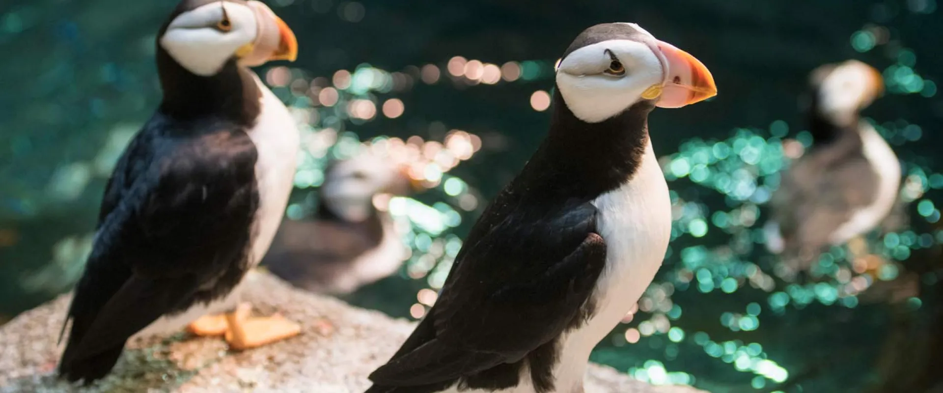 Two horned puffins sitting on a rock above a pool of blue water full of swimming puffins.
