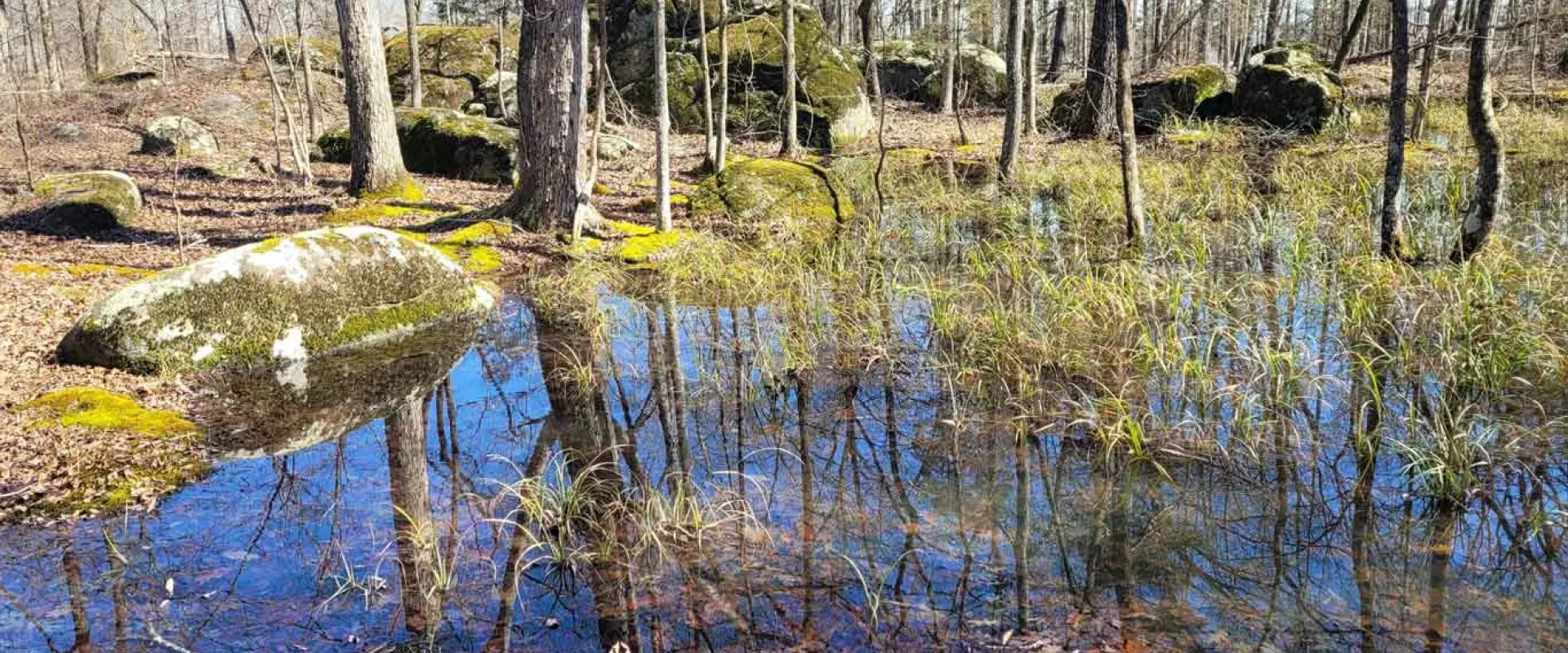 A forested environment with the focus on a group of five gigantic boulders and a bunch of smaller rocks, giving the impression of mountainous terrain. A large puddle is in the foreground with tall grass growing in it, and reflecting the image of the sky.