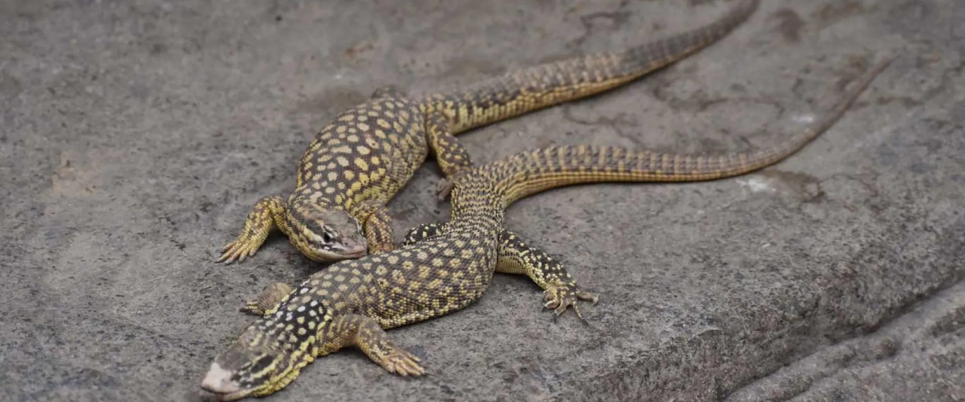 Two spiny-tailed monitors lounging next to one another on a rock. Their dusty grey and tan patterned skin blends in perfectly with the texture of the rocks beneath them.