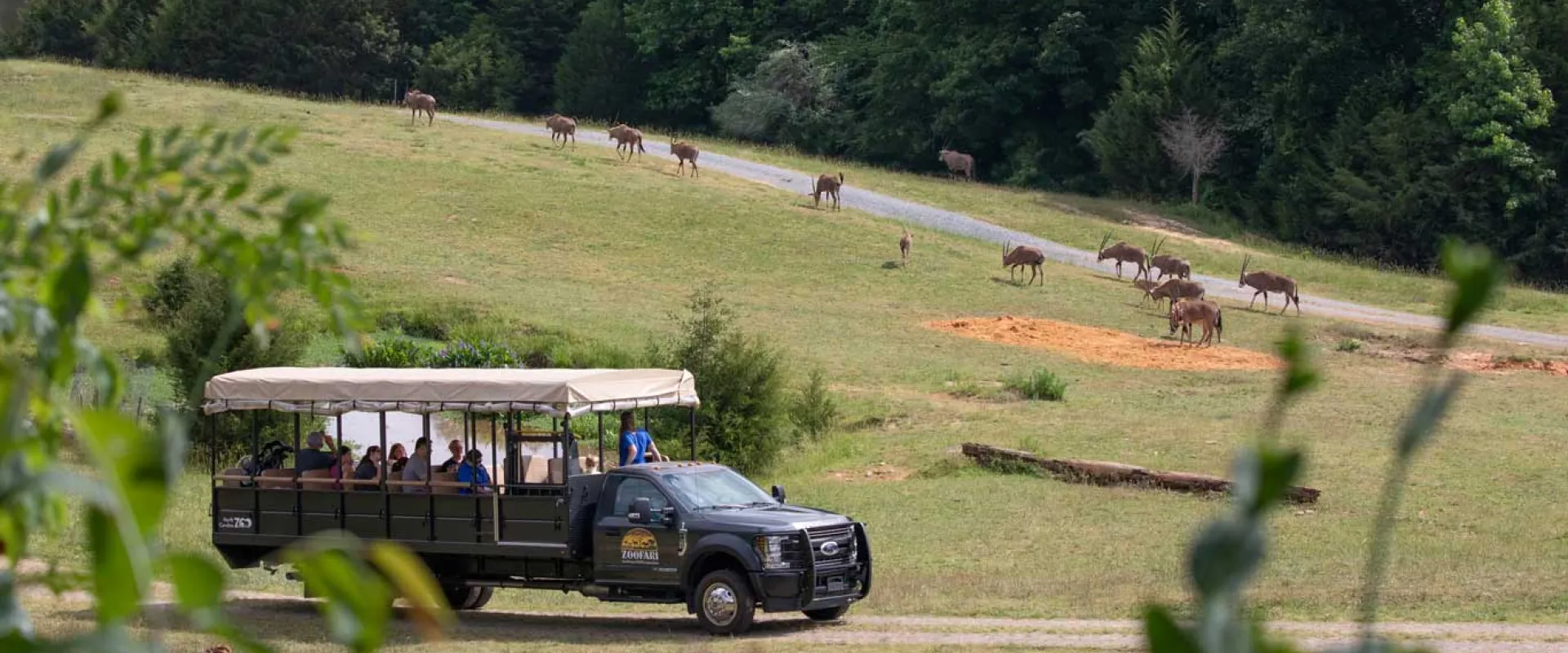 Zoofari truck driving through the Watani Grasslands habitat that consists of a large open field and rolling hills which is the perfect environment for the Bongos that are seen grazing in the background.