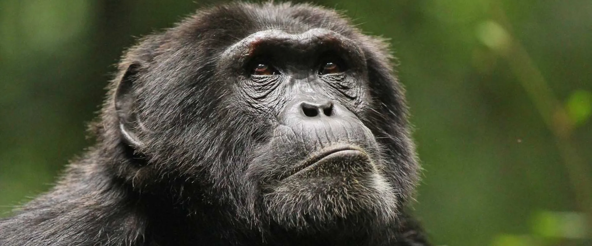 A Chimpanzee sitting and looking contemplative, its gaze focused on something off to the right, above it..