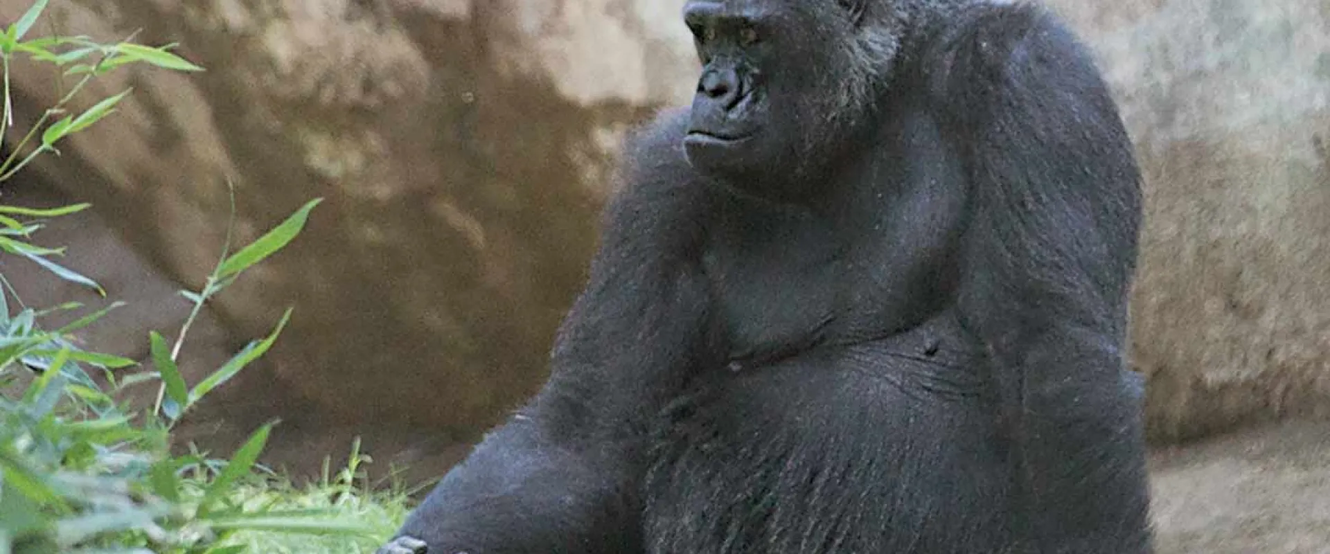 A furry, black Gorilla sits leaning back on one arm in a grassy enclosure next to a tall rock wall, looking contemplatively off to the left.