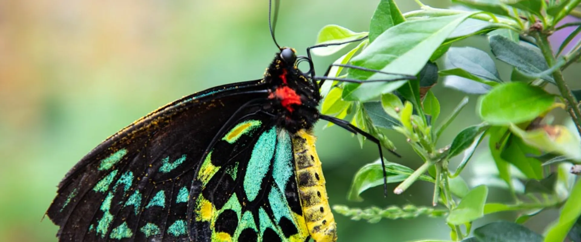 A close-up of a colorful exotic butterfly resting on a stem full of slender leaves and small, cylindrical buds mixed between them..
