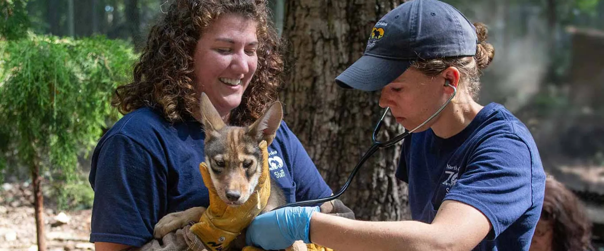 Veterinarian and zookeeper check health of young red wolf with a stethoscope at North Carolina Zoo.