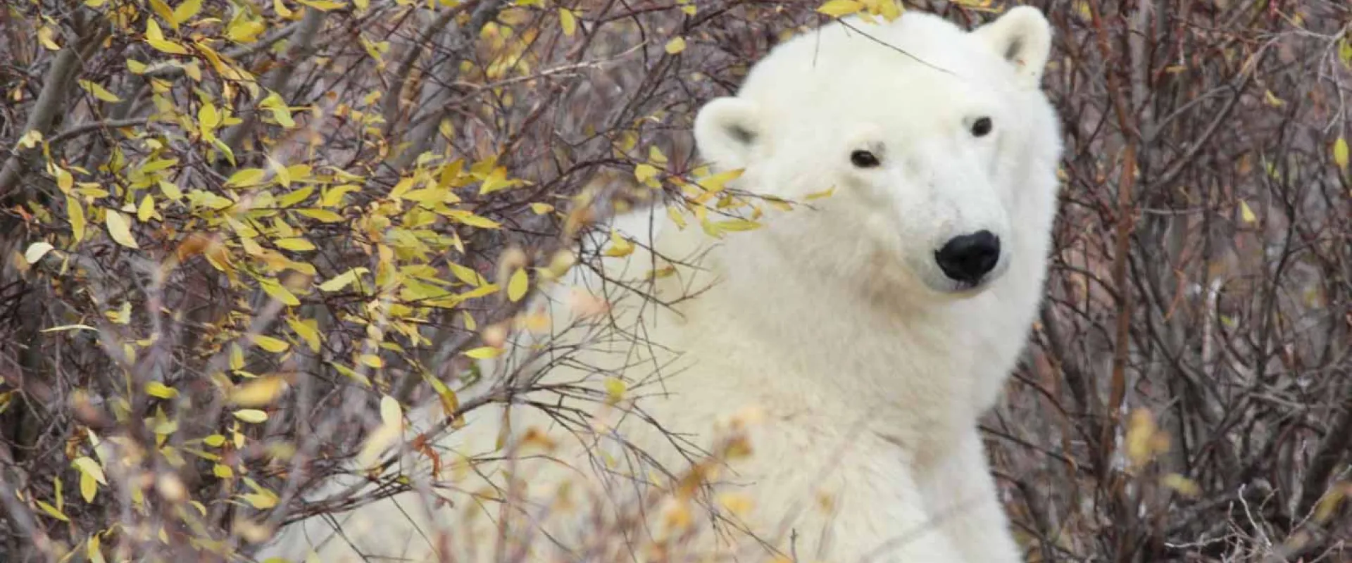 A white, fuzzy Polar Bear, sitting posed and looking at the viewer with a playful look on its face as it sits amongst some bush branches that are sparsely covered with small, yellow leaves.
