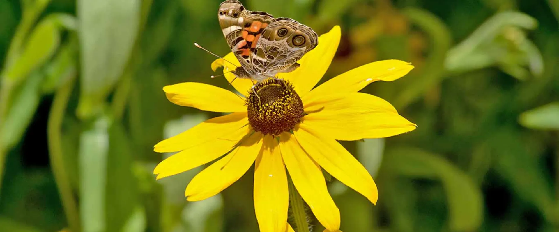 A brown butterfly with prominent eyespots rests on a yellow Black-eyed Susan or coneflower.