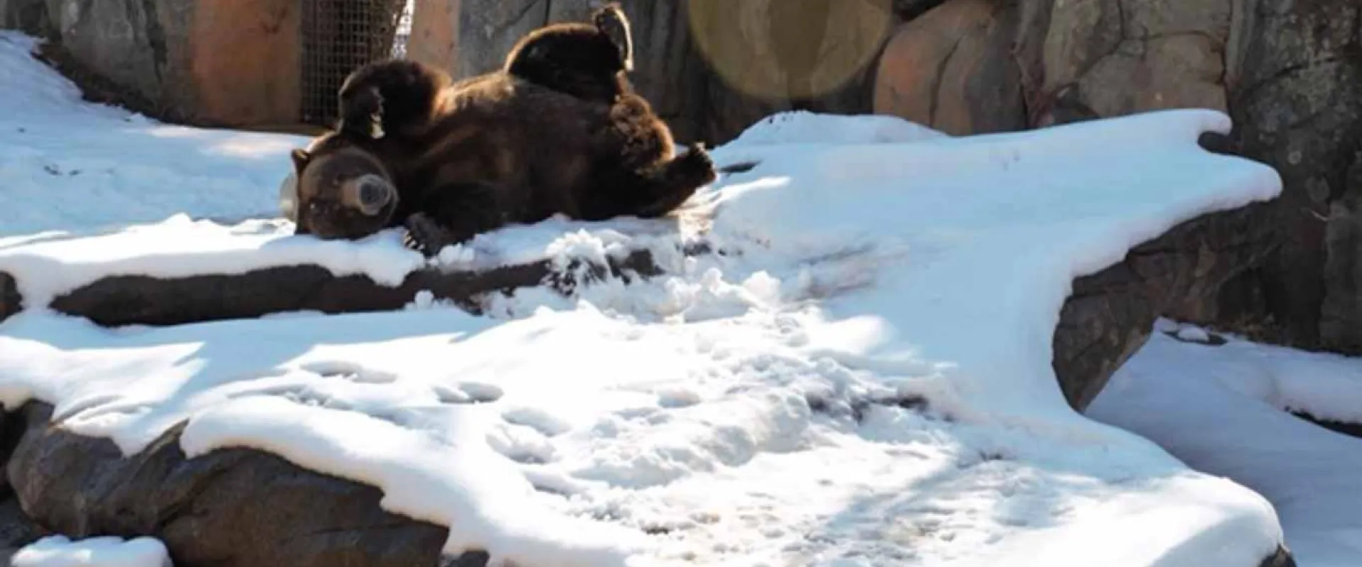 A large, fuzzy Grizzly Bear rolling on its back in the snow which covers its vast, rocky habitat with a tall, natural rock wall standing in the background.