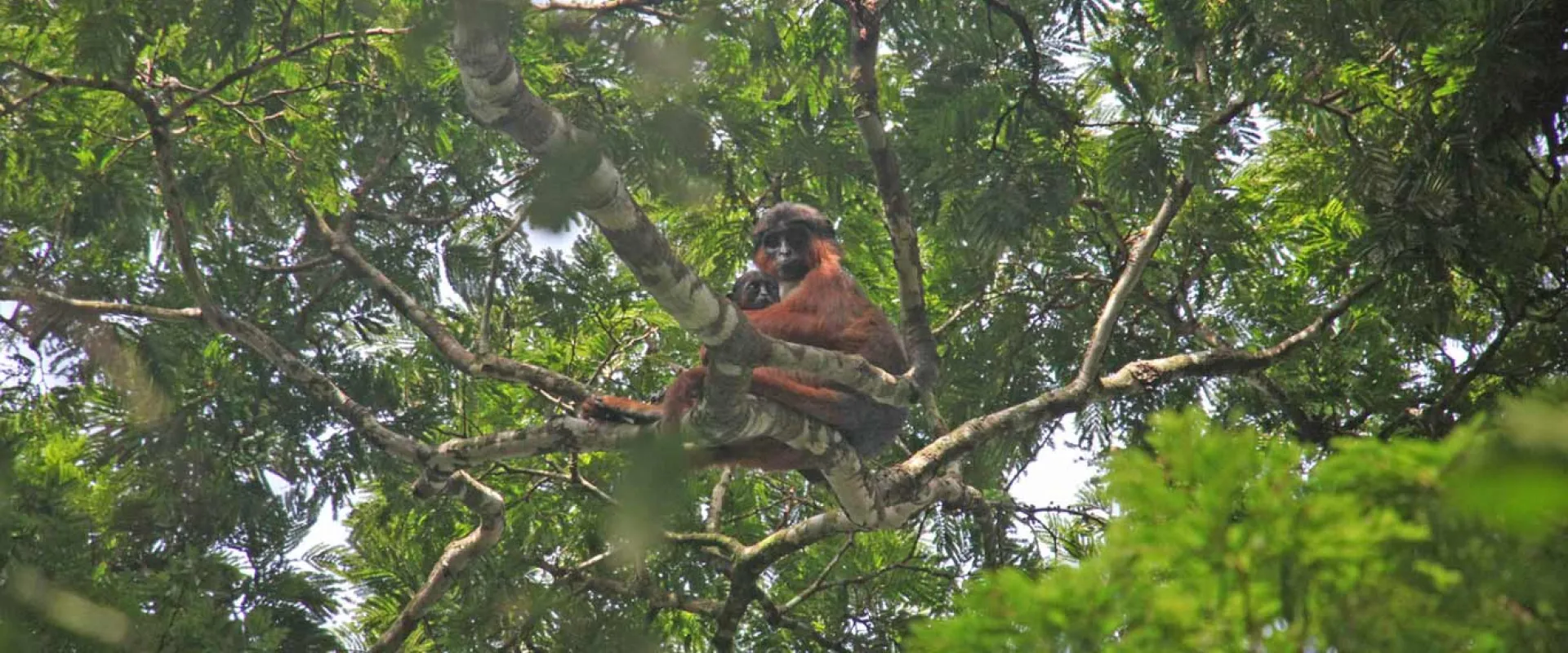 A view from the ground, looking up into the tree tops where a rust colored Lemur with a black face and rounded ears sits on a branch, looking down towards the viewer.