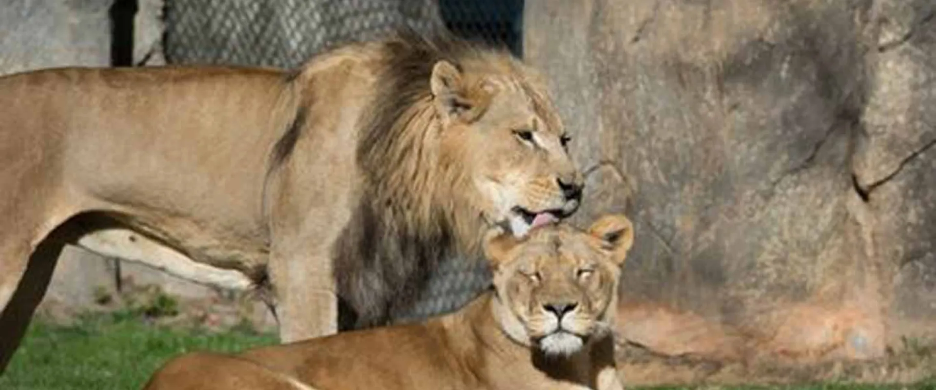 A male and female lion stand and lie together in a grassy enclosure. The male lion, with a thick mane, stands behind the lioness, who is lying down and looking at the camera. A large rock formation is in the background.