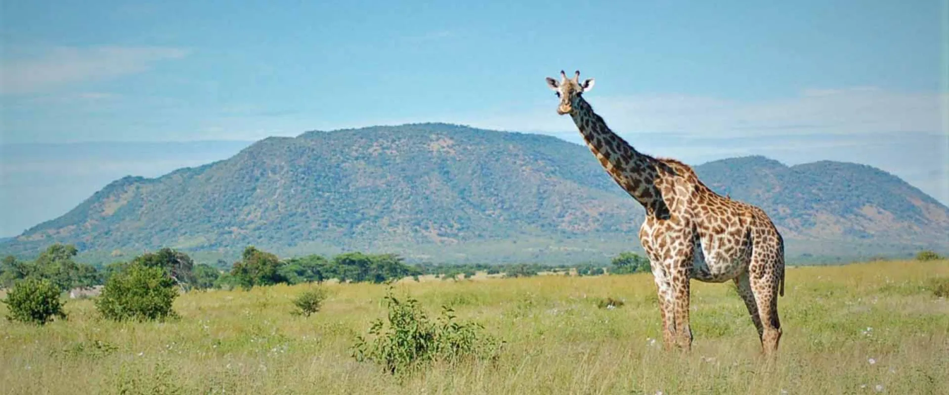 A giraffe stands majestically in a lush, green, grassy savannah, its long neck and spots contrasting beautifully with the natural surroundings and distant mountain range..