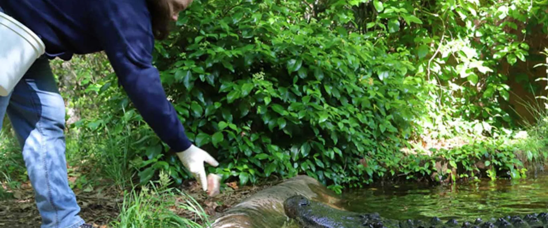 A zoo keeper or caretaker wearing a dark blue top and jeans, leaning over a low concrete barrier to feed a large American alligator that is partially submerged in water. The person has their hand, which appears to be gloved, extended toward the alligator's open mouth. The background is a lush, green outdoor enclosure with dense foliage and trees.