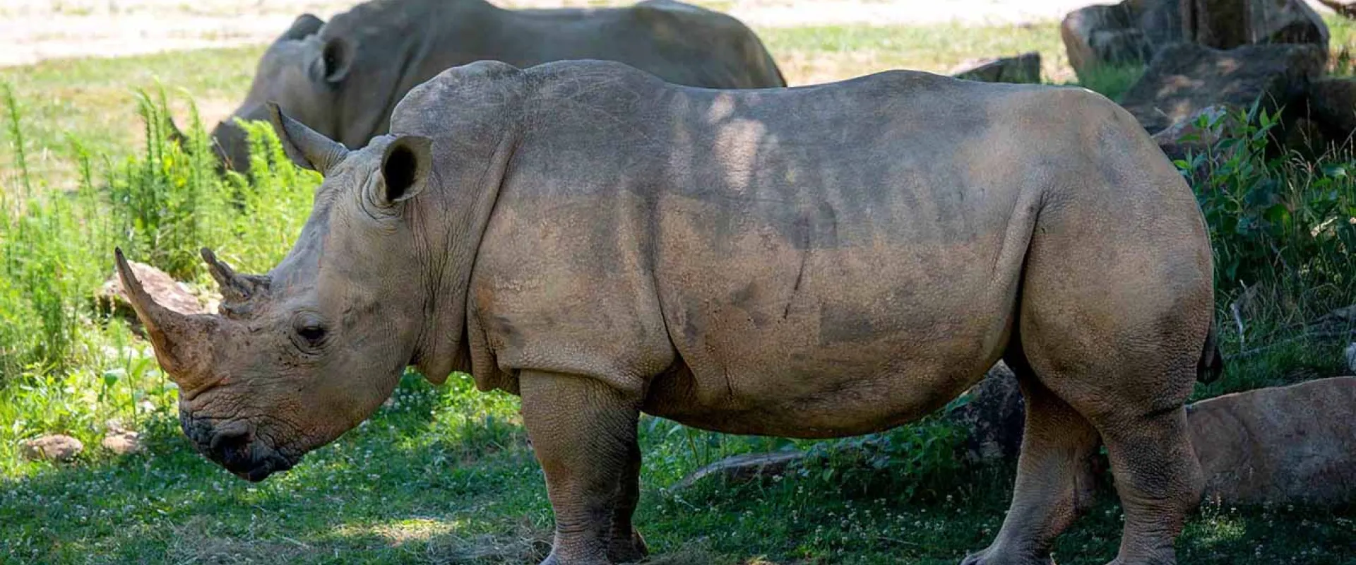 A pair of rhinoceroses stands in a grassy enclosure. The one in the foreground is large and gray, with a prominent horn, while the other is partially visible behind it.