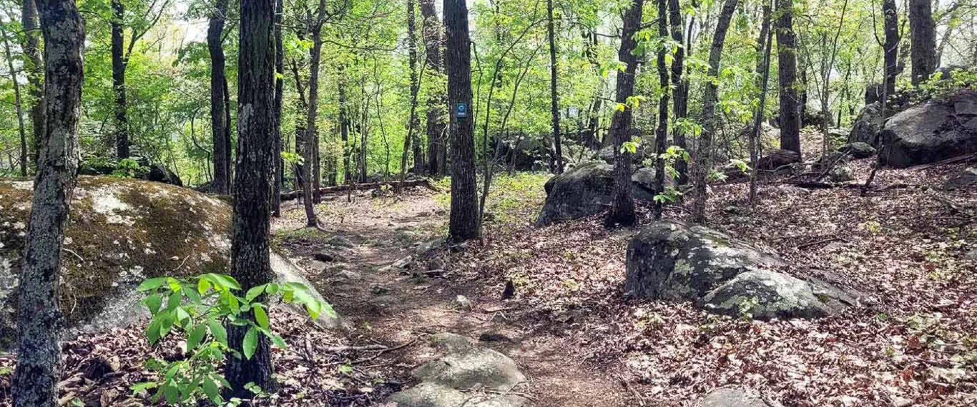A wooded forest scene with a partially clear trail winding through the middle. Large rocks and shrubs are sprinkled along both sides of the trail.