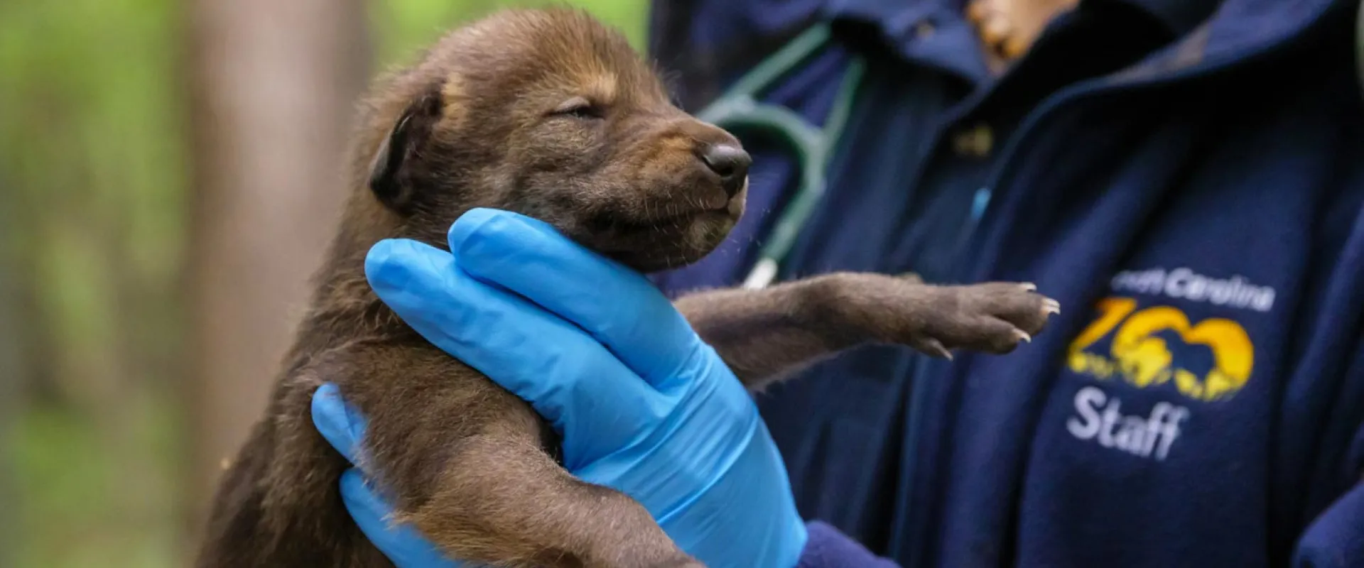 A small, dark-brown wolf pup with its eyes closed is being gently held by a person wearing bright blue surgical gloves. The person is wearing a navy jacket with a yellow logo and the word "Staff" visible on the right side of the chest. The background is a blurry, wooded outdoor setting.