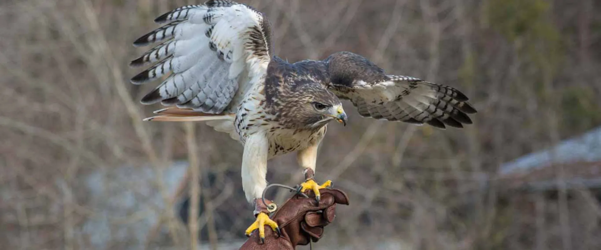 A large Red Tail Hawk perched on a hand wearing a brown, leather glove. It appears to have just landed, as its legs and wings are stretched out. Bare tree branches are visible in the background.