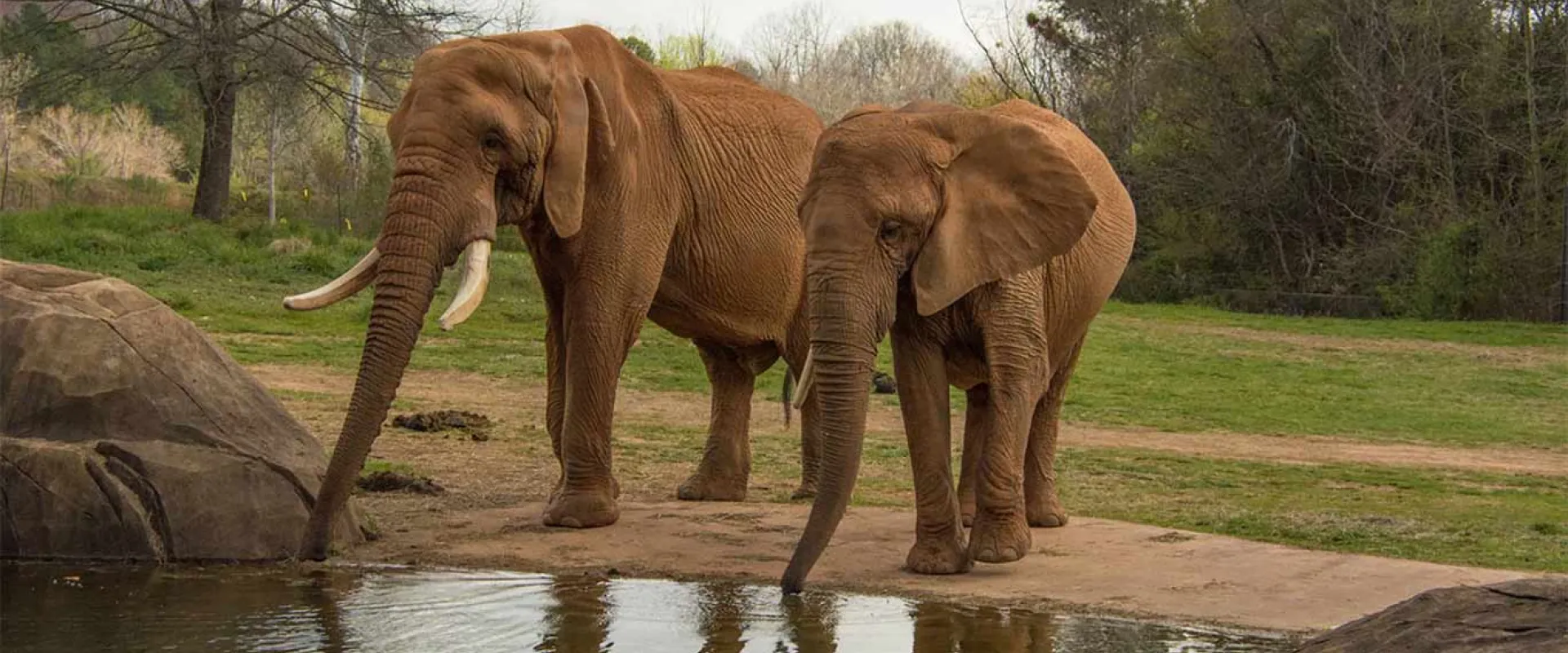 Two Elephants stand together with their trunks dipping into a small pond with large rocks on its shoreline. A grassy field and a line of trees are visible in the background.