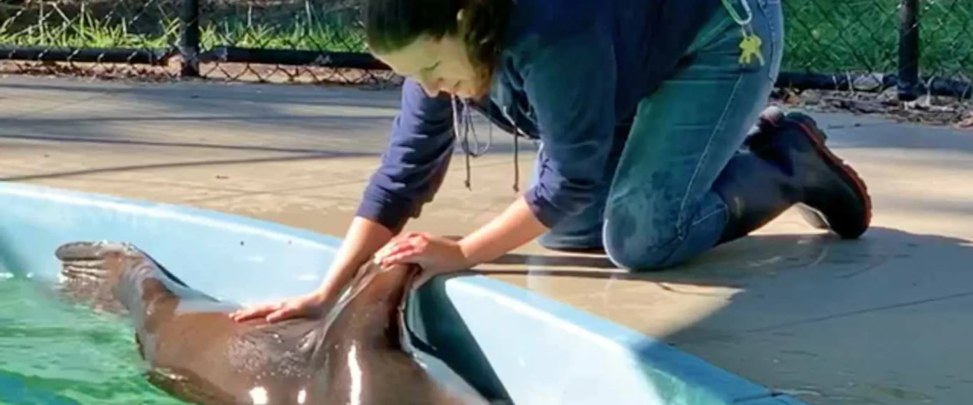 Sea lion swimming on its back under water next to the edge of a pool. A person in a navy blue jacket and jeans, is on their knees leaning over and touching the sea lions flipper and stomach.