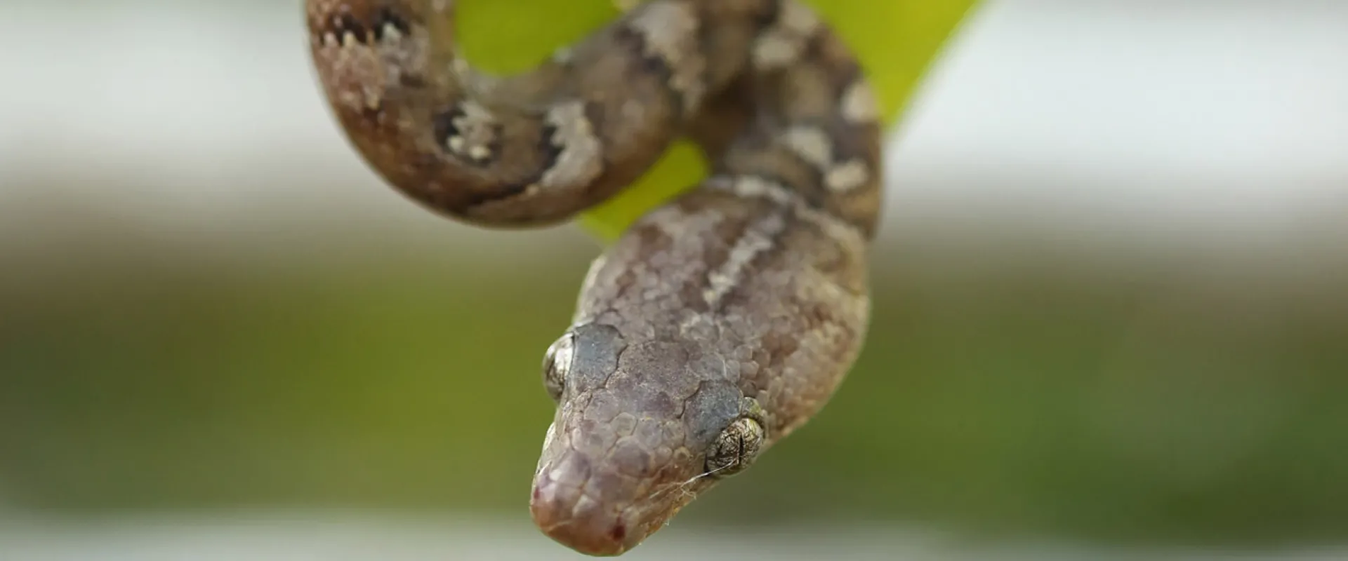 The light brown, oval shaped head of a Virgin Island Boa as it dangles from a tree branch. Part of its neck and a leaf are also visible in this close up view.