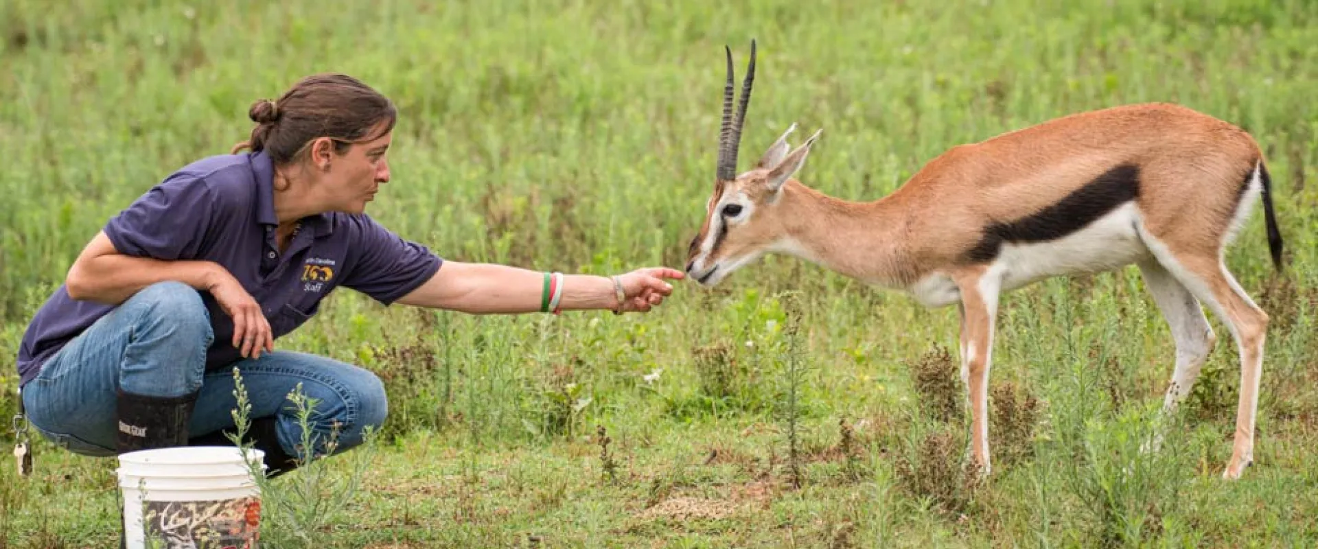 Photo of a keeper crouched down in a vast, green field reaching out and gently feeding a Thompson's Gazelle.
