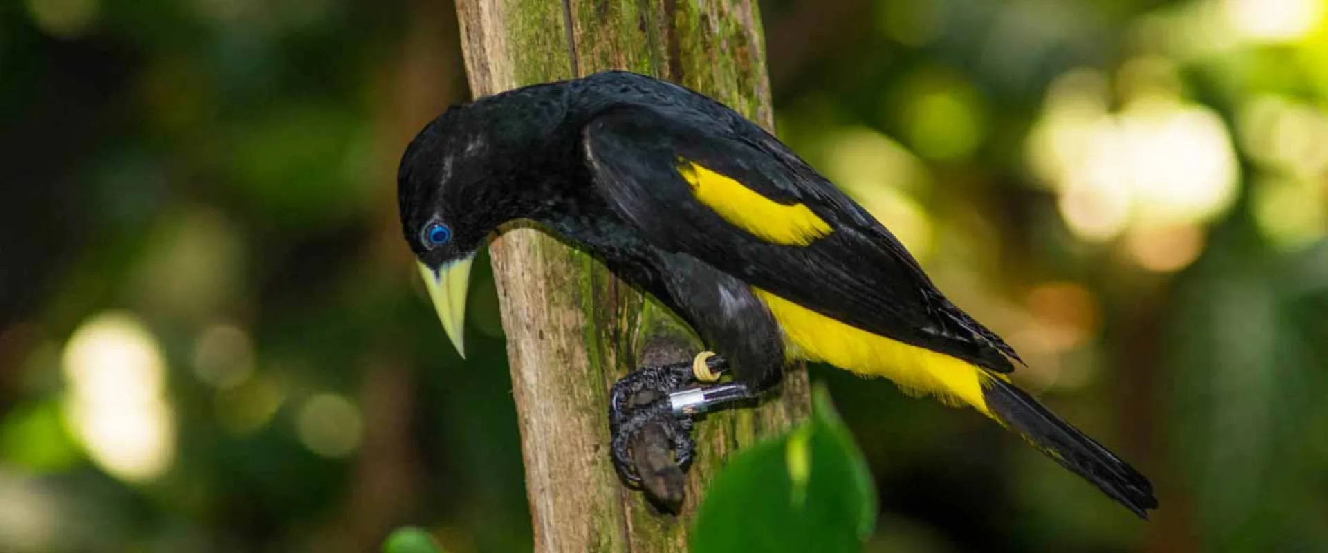 A small, lean black bird with yellow patches on its wing and backside under its tail called a Yellow Rumped Caciques. It is perched on a tiny branch with a lush forest blurred in the background.