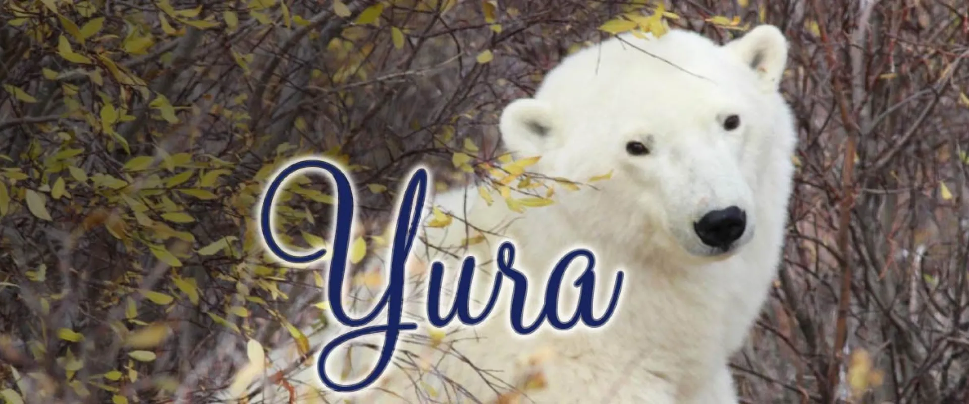 A polar bear sits amongst shrubs and bare tree limbs facing away from the viewer, but turned to look back at them. The word "Yura" is seen to the left of the bear in a cursive font.