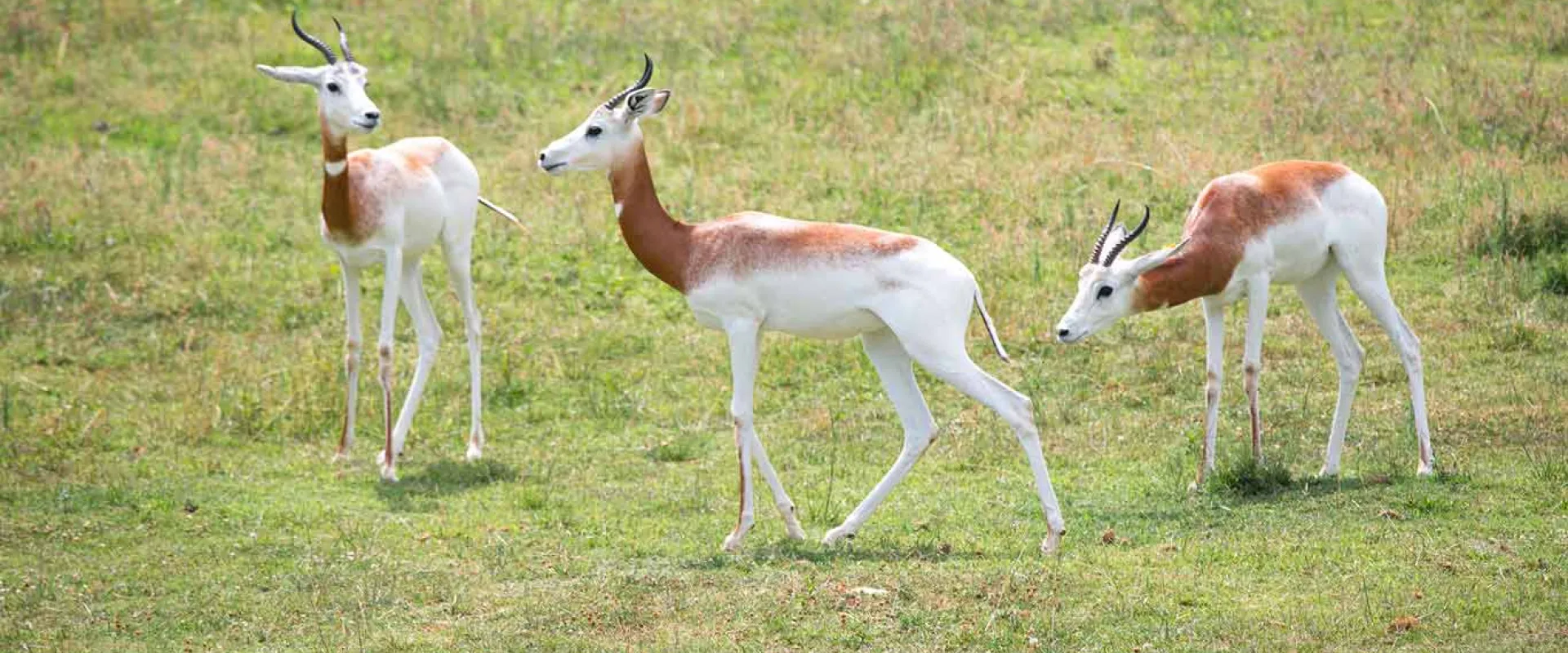 Three Addra gazelles walking through the green grass of Watani Grasslands, their brown necks and backs contrasting their white faces and bodies beautifully.