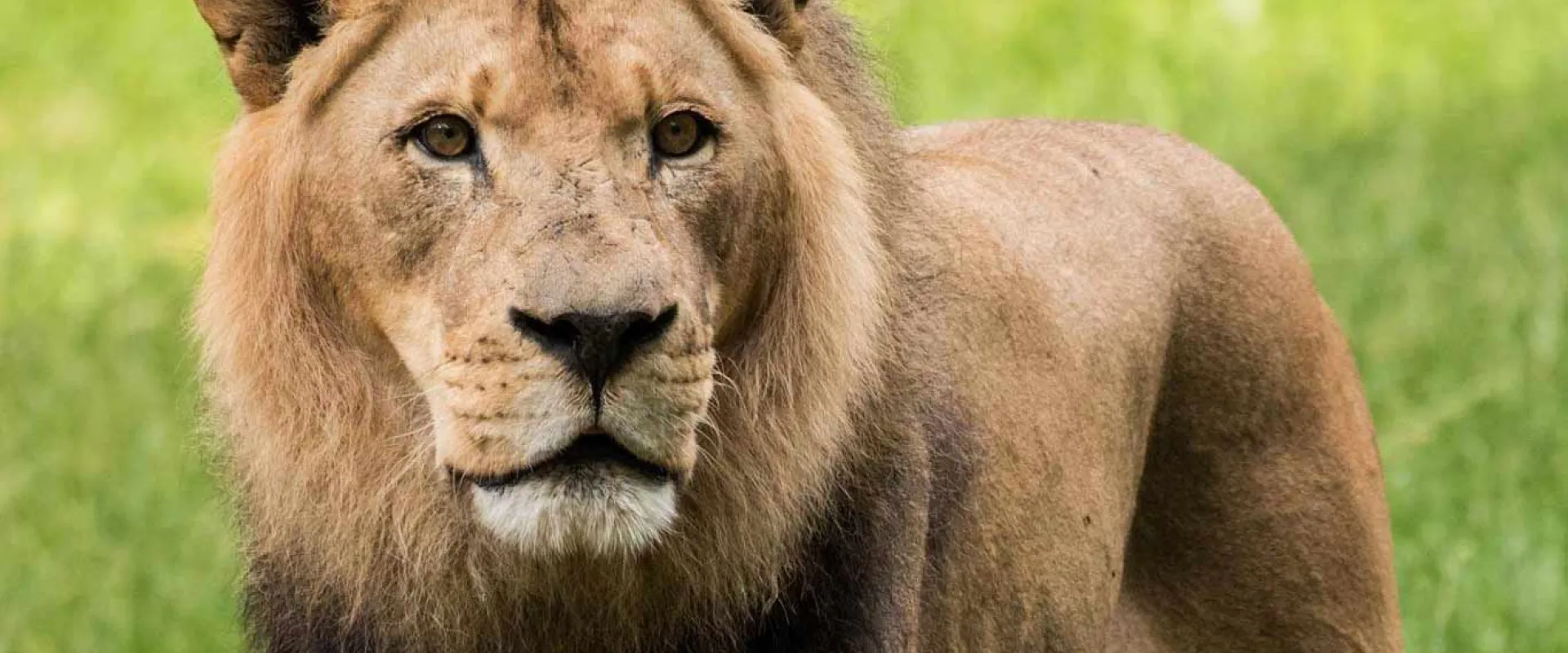 A male Lion with brown fur and a short, scruffy mane stands in tall grass in the shade, looking into the camera. There is a rock wall near him in the background.