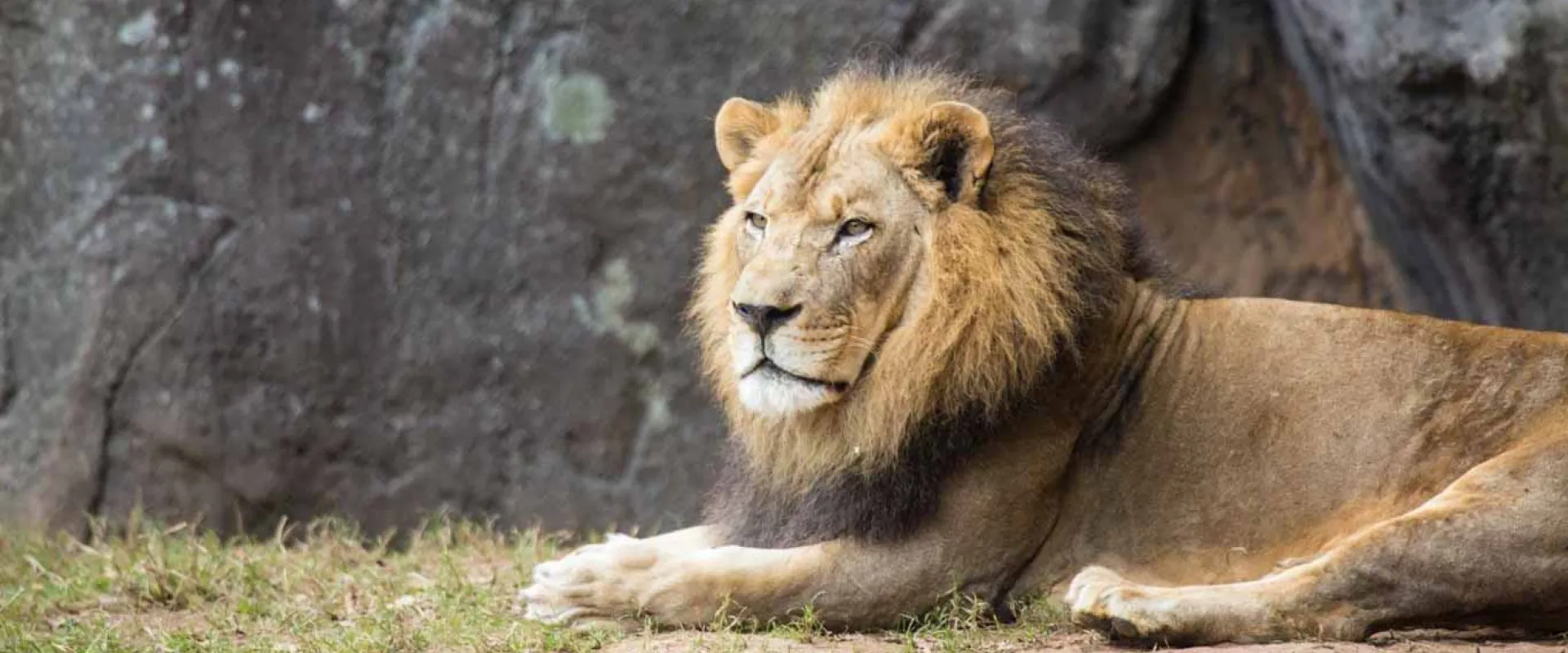 A regal African Lion lounging in the grass next to a large natural rock wall.