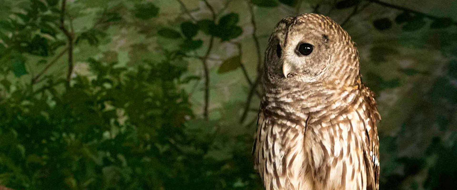 A Barred Owl named Terra, captured in a close-up, its round, dark eyes and yellow beak prominent against its mottled brown and white plumage. The owl's head is turned slightly to the left, revealing the intricate barring pattern on its neck and chest. The blurred background suggests a natural habitat.