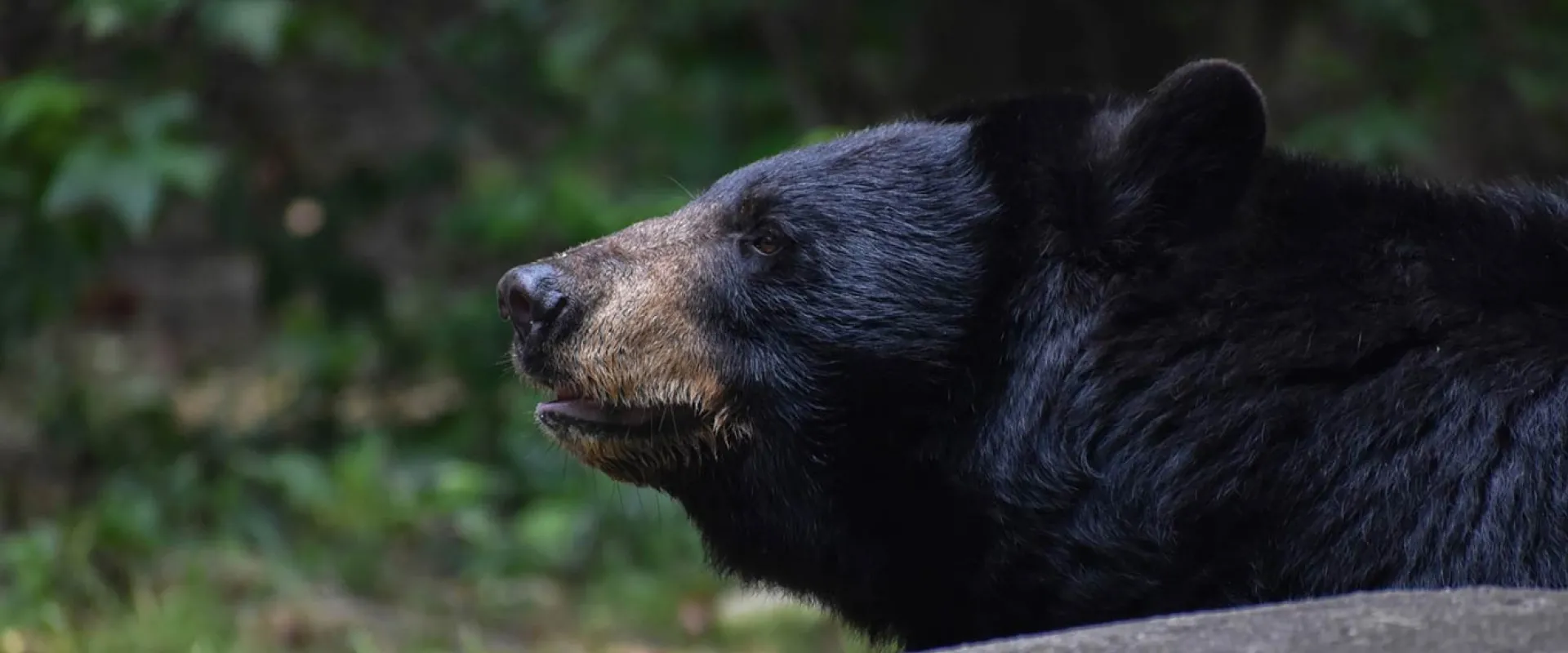 Black bear peering over a rock in their habitat with their nose lifted, sniffing the air..