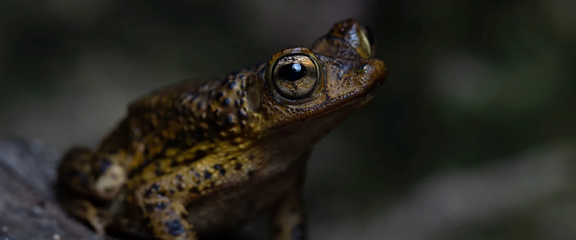 A small, brown frog or toad perched on a dark, rough surface, possibly a log or rock. The amphibian has large, prominent, golden eyes and warty, mottled skin with darker spots and yellow-green highlights, set against a deeply blurred, dark background.
