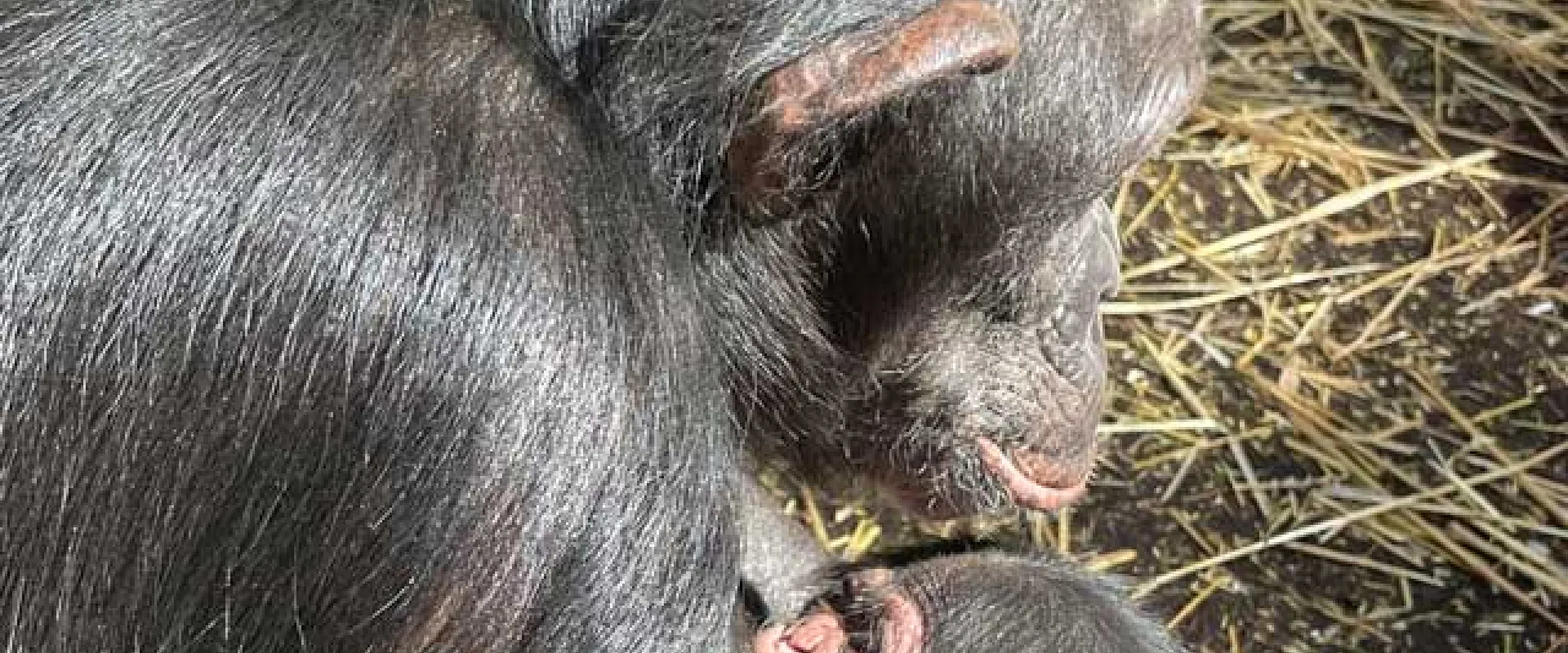 A female chimpanzee is holding and cradling a newborn chimpanzee. The mother is looking down at the infant, and the infant's face is barely visible, snuggled into its mother's chest. The background is a mix of dried straw and dirt.