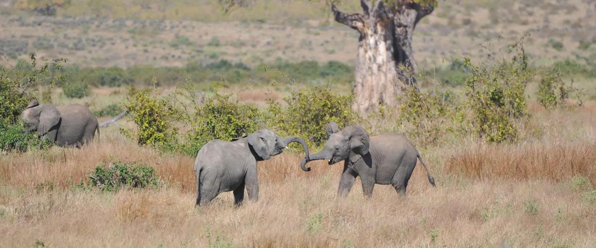 Two grey Elephants stand facing one another, appearing to swing their trunks at one another in the middle of a savanna filled with tall, dry, brown grass. A large barren tree towers above the smaller shrubs in the distance.