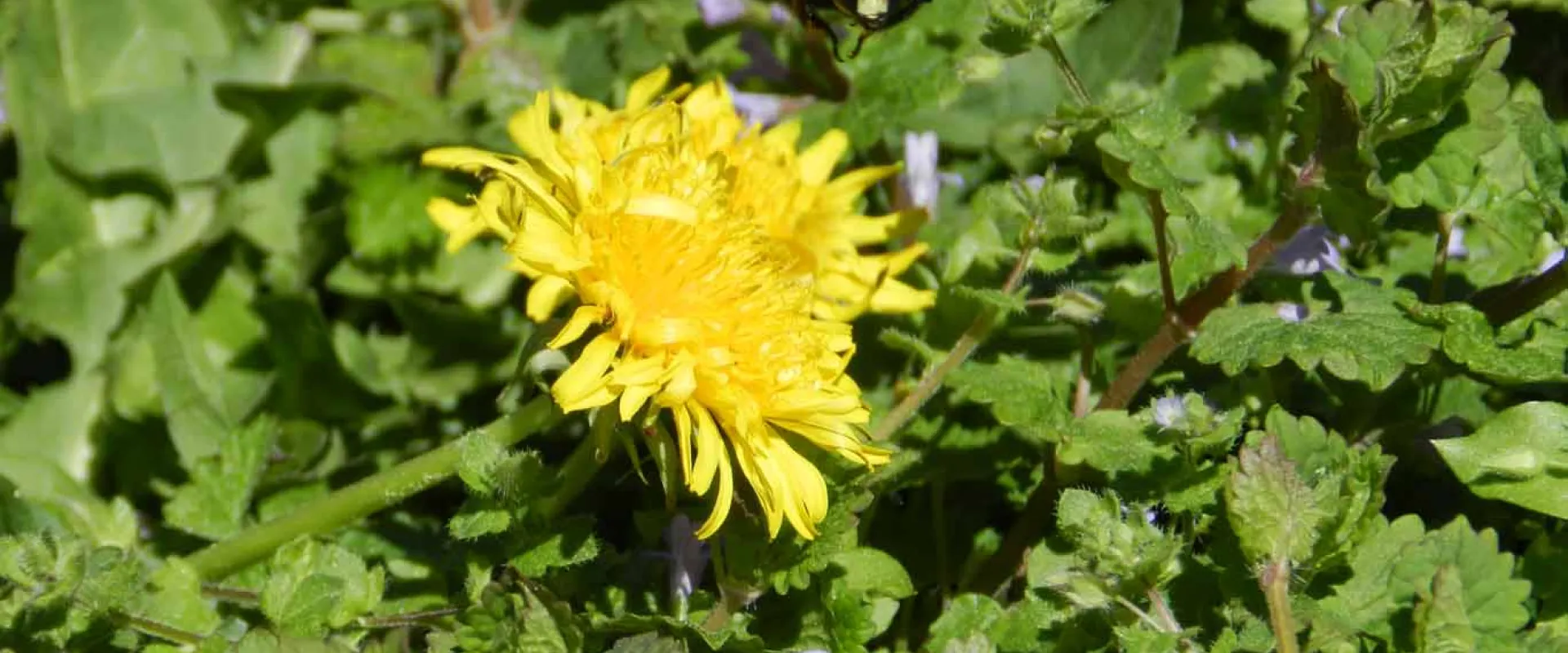 A close-up of a vibrant yellow Dandelion flower with delicate, spiky petals, set against a backdrop of lush green foliage. A Bee is hovering over the bloom preparing to land.