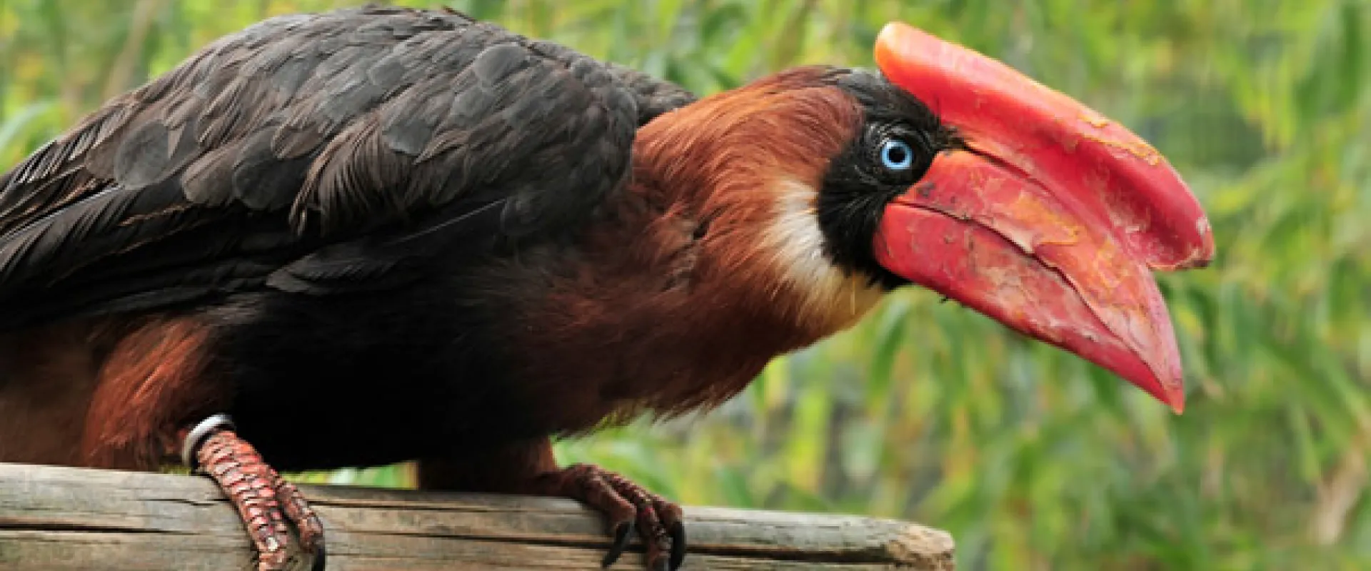 A close-up of a large, dark-bodied Rufous Hornbill, perched on a wooden beam. The bird has deep red-brown to black plumage, striking blue eyes, and a massive, bright red beak with a prominent casque (a helmet-like structure) on top.