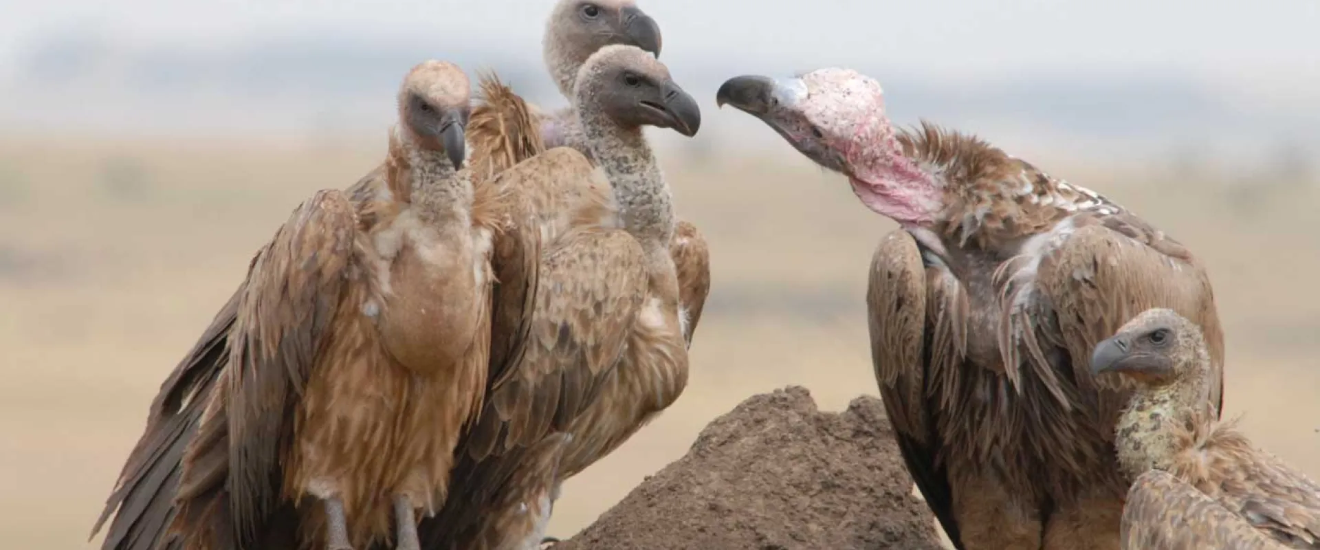 A group of five African White-backed Vultures, are gathered on a low dirt mound in an open grassland. One individual on the right has a pink, featherless neck and face, indicating it is likely a Lappet-faced Vulture or similar species, interacting with the others. The background is a soft, hazy landscape.
