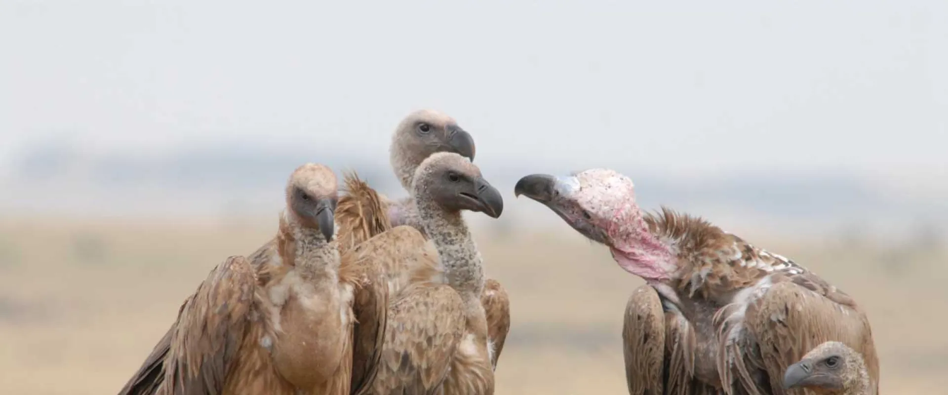 A group of five African White-backed Vultures, are gathered on a low dirt mound in an open grassland. One individual on the right has a pink, featherless neck and face, indicating it is likely a Lappet-faced Vulture or similar species, interacting with the others. The background is a soft, hazy landscape.